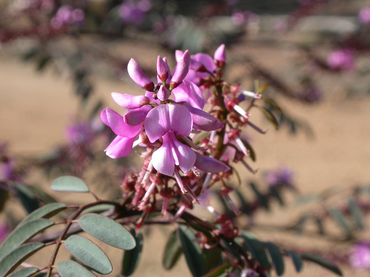 Australian indigo: Indigofera australis , Black Mountain, Canberra, ACT, Australia