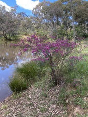 Australian indigo (Indigofera australis)