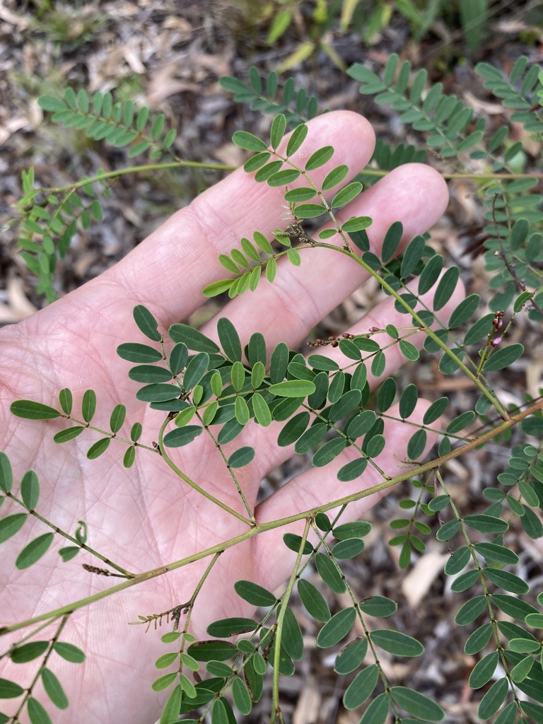 Australian indigo (Indigofera australis)