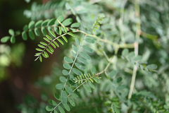 Australian indigo (Indigofera australis)