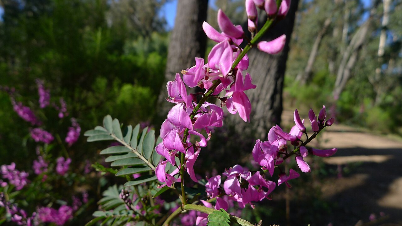 Australian indigo: A splash of colour in the grey-green bush. Native Indigo, Indigofera australis . Dargo Victoria Australia, September 2011.