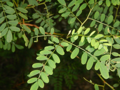 Australian indigo (Indigofera australis)