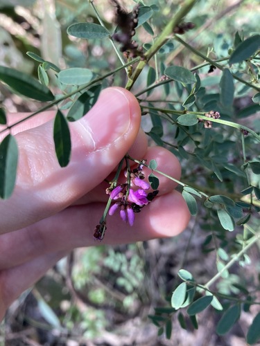 Australian indigo (Indigofera australis)