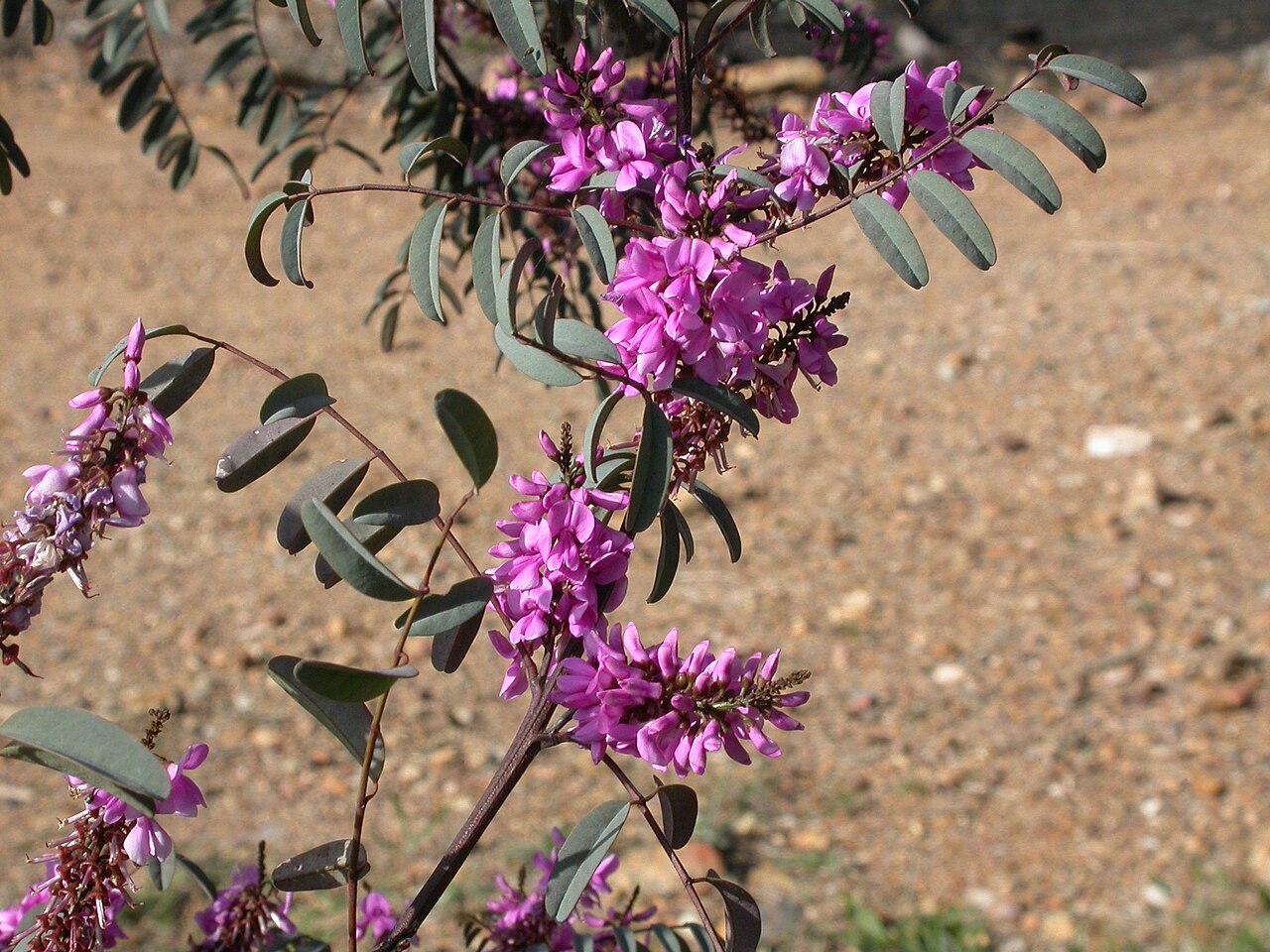 Australian indigo: Indigofera australis Willd., Black Mountain, Canberra, ACT, 8 October 2010