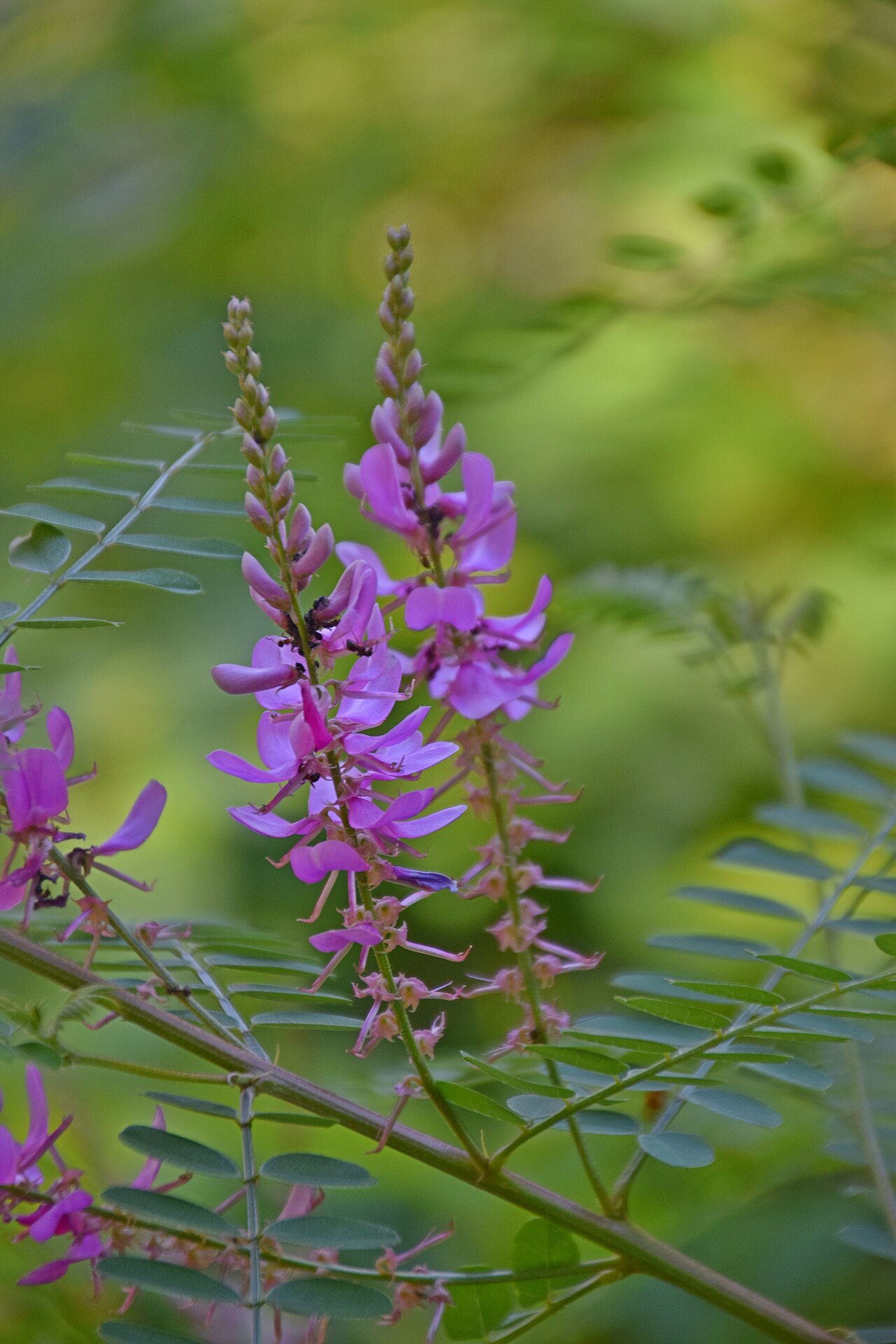 Chinese indigo: Indigofera decora in Jardin botanique de la Charme, Clermont-Ferrand, France