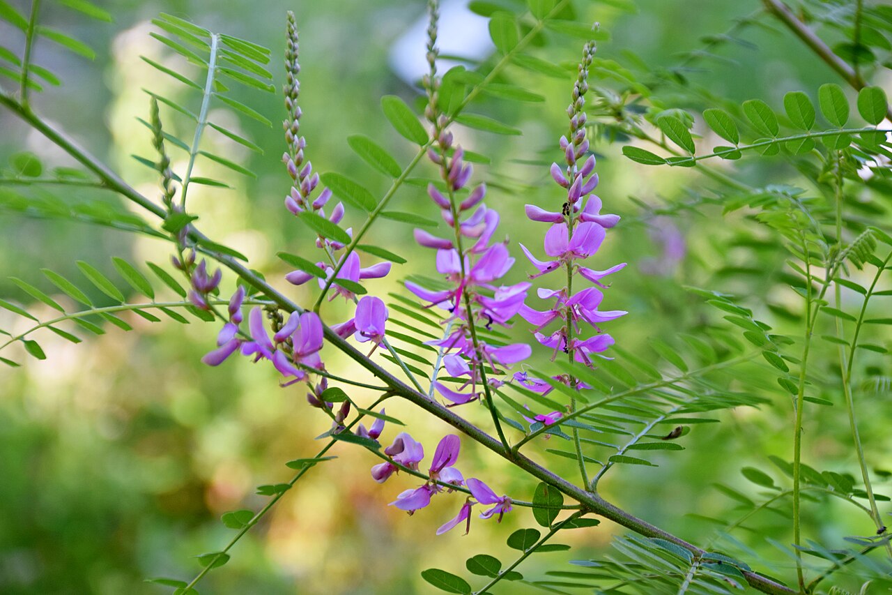 Chinese indigo: Indigofera decora in Jardin botanique de la Charme, Clermont-Ferrand, France