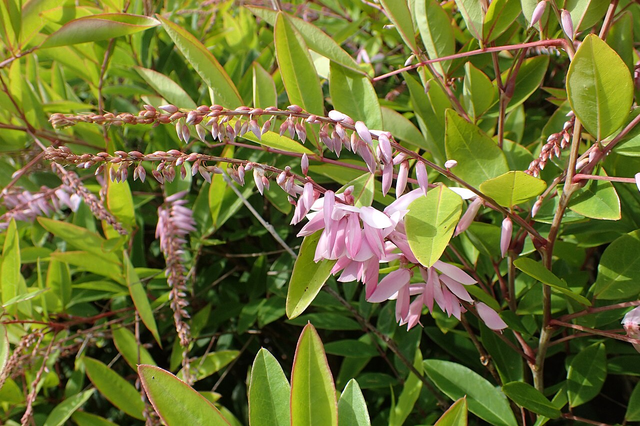 Chinese indigo: Indigofera decora in Eastwoodhill Arboretum, New Zealand