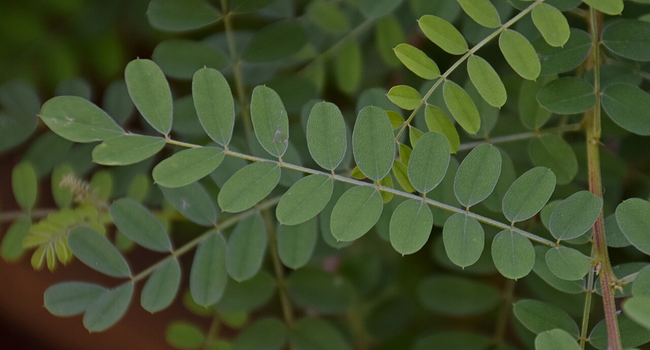 Chinese indigo: Indigofera decora in Jardin botanique de la Charme, Clermont-Ferrand, France