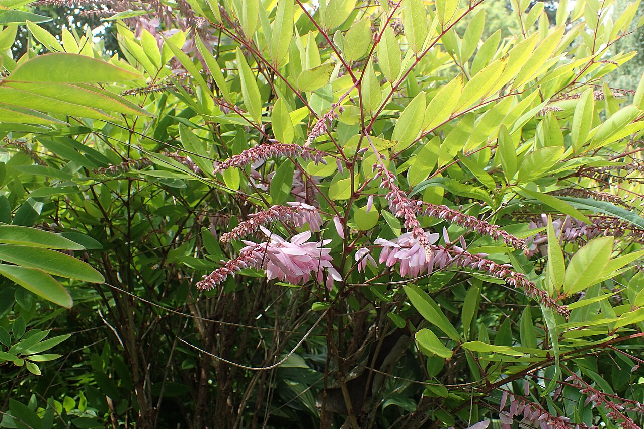 Chinese indigo: Indigofera decora in Eastwoodhill Arboretum, New Zealand