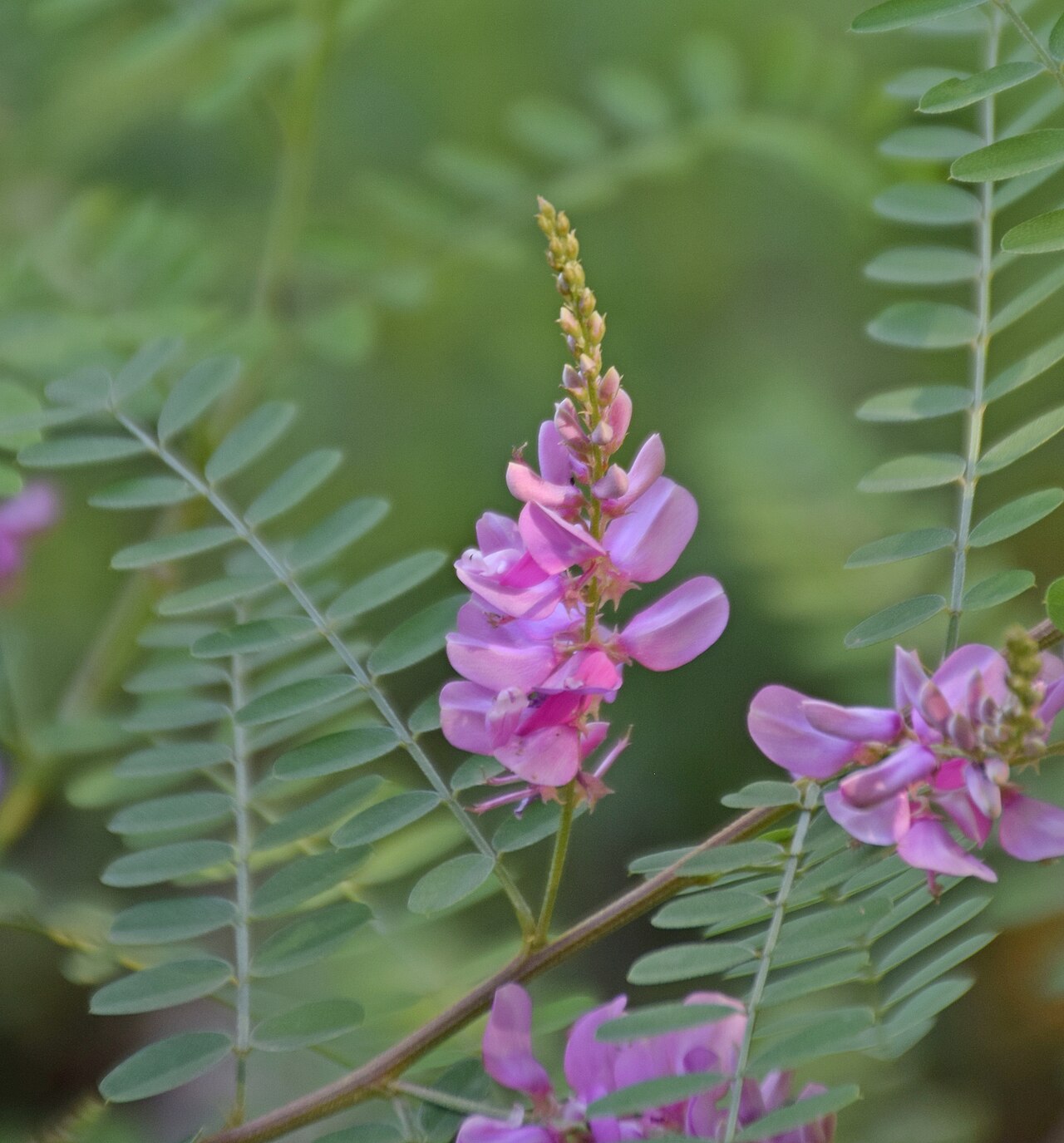 Chinese indigo: Indigofera decora in Jardin botanique de la Charme, Clermont-Ferrand, France