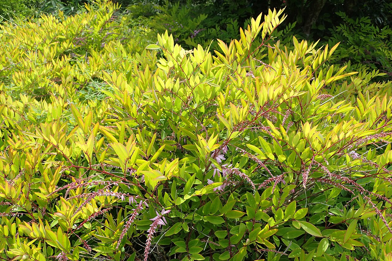 Chinese indigo: Indigofera decora in Eastwoodhill Arboretum, New Zealand