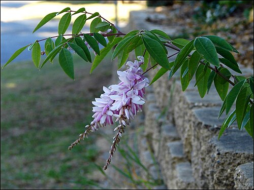 Chinese indigo: More often known as 'Chinese indigo' Found as a very little shrub/climber. Wisteria like flowers and leaves, but flowers are smaller. This is a dense, spreading