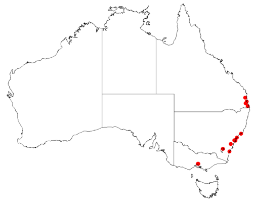 Chinese indigo: Indigofera decora downloaded 18 November 2018 from Australasian Virtual Herbarium https://doi.org/10.26197/5bf13fc2346f8