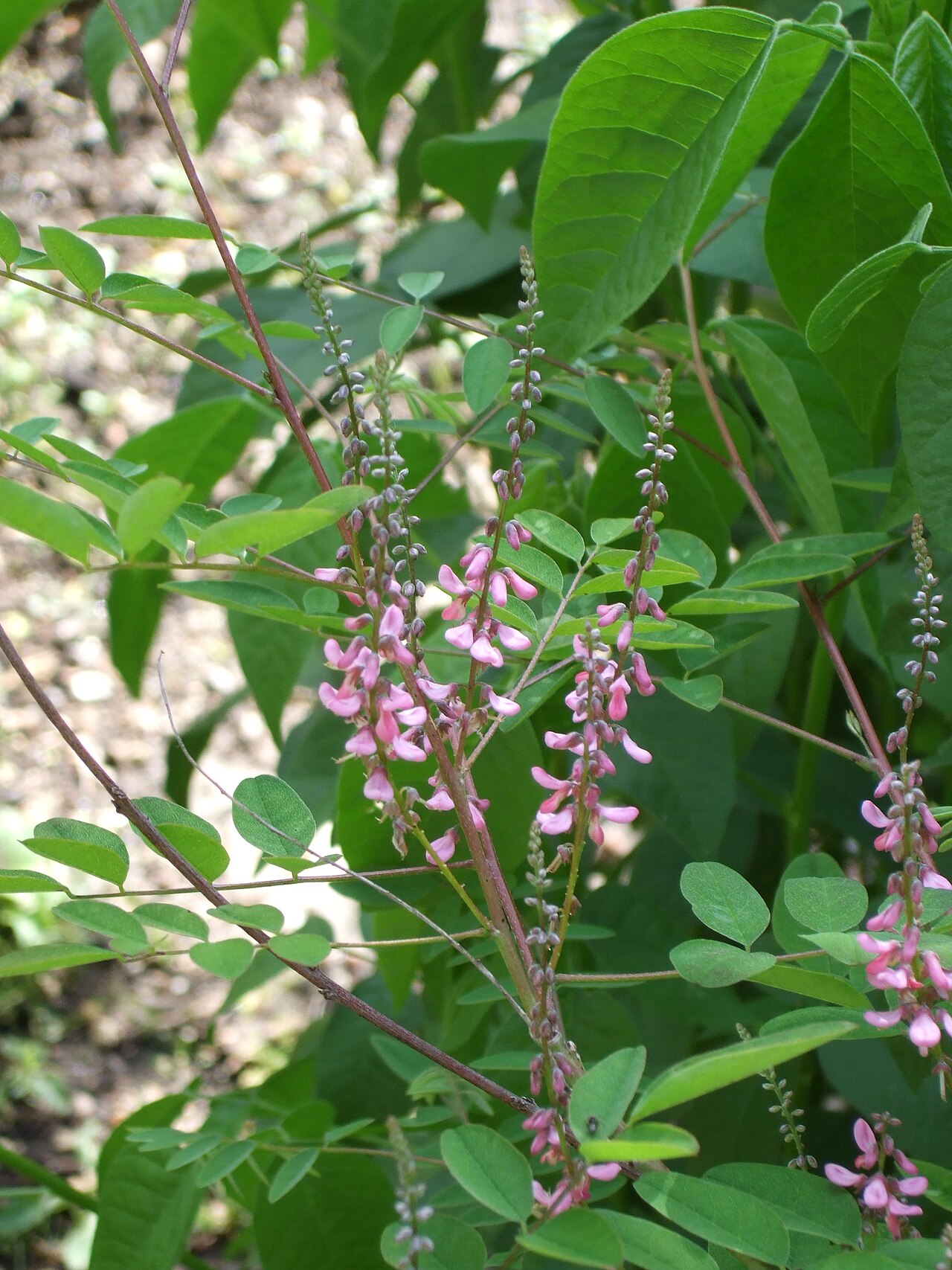Himalayan indigo: Schloss Hohenheim - Indigofera heterantha