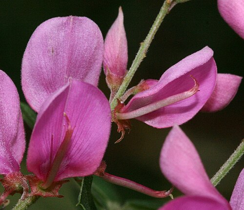 Himalayan indigo: Flowers of Indigofera heterantha, Brno Arboretum, Czech Republic