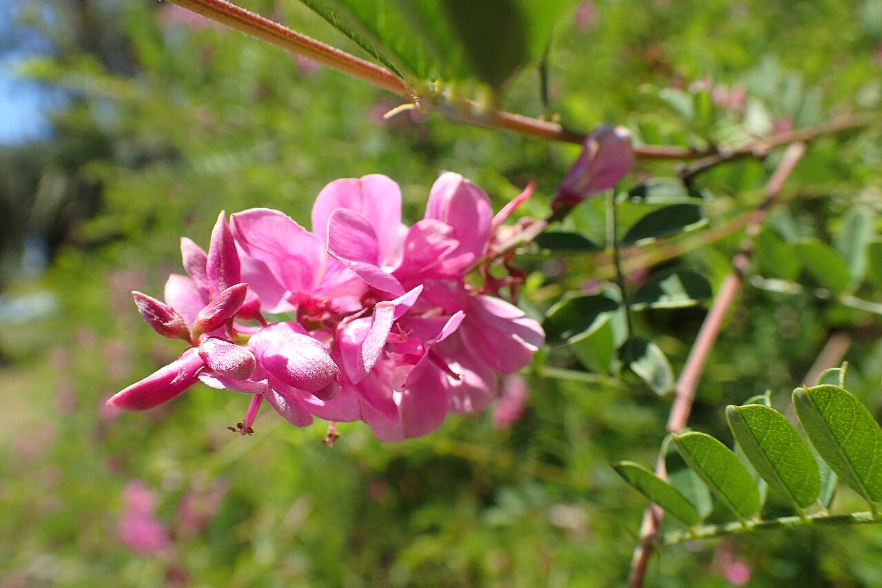Himalayan indigo: Indigofera heterantha in botanical garden in Batumi