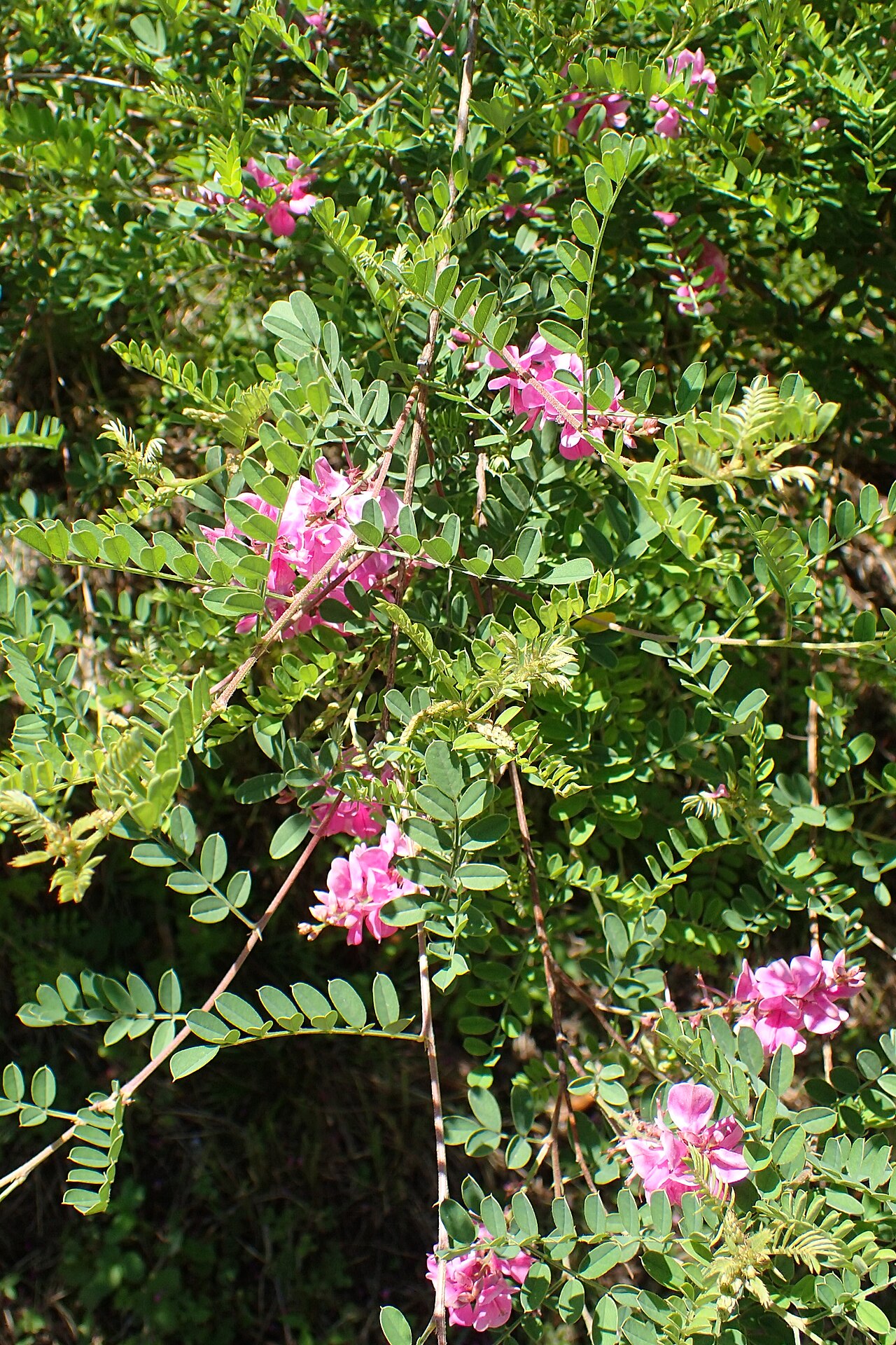 Himalayan indigo: Indigofera heterantha in botanical garden in Batumi