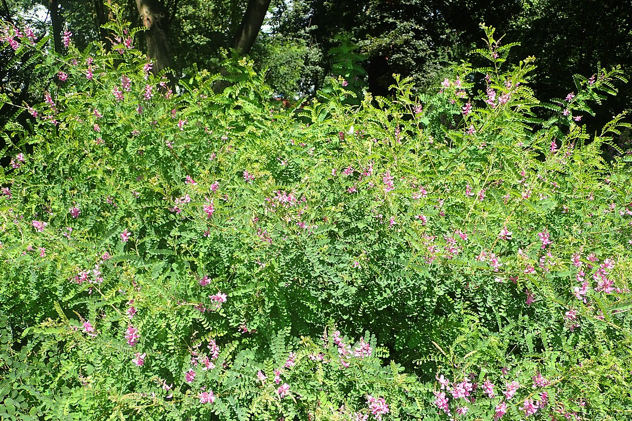 Himalayan indigo: Indigofera heterantha in Wrocław University Botanical Garden