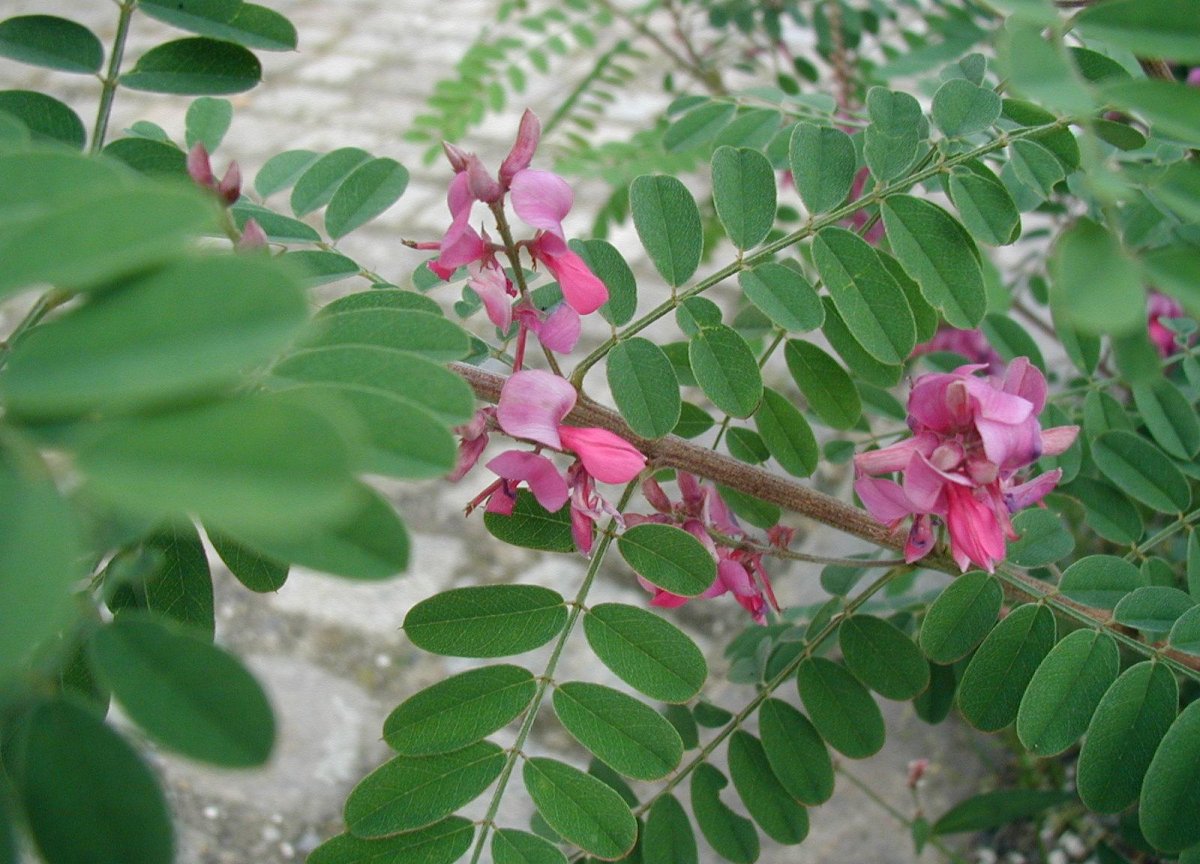 Himalayan indigo: Indigofera gerardiana : Leaves and flowers.
