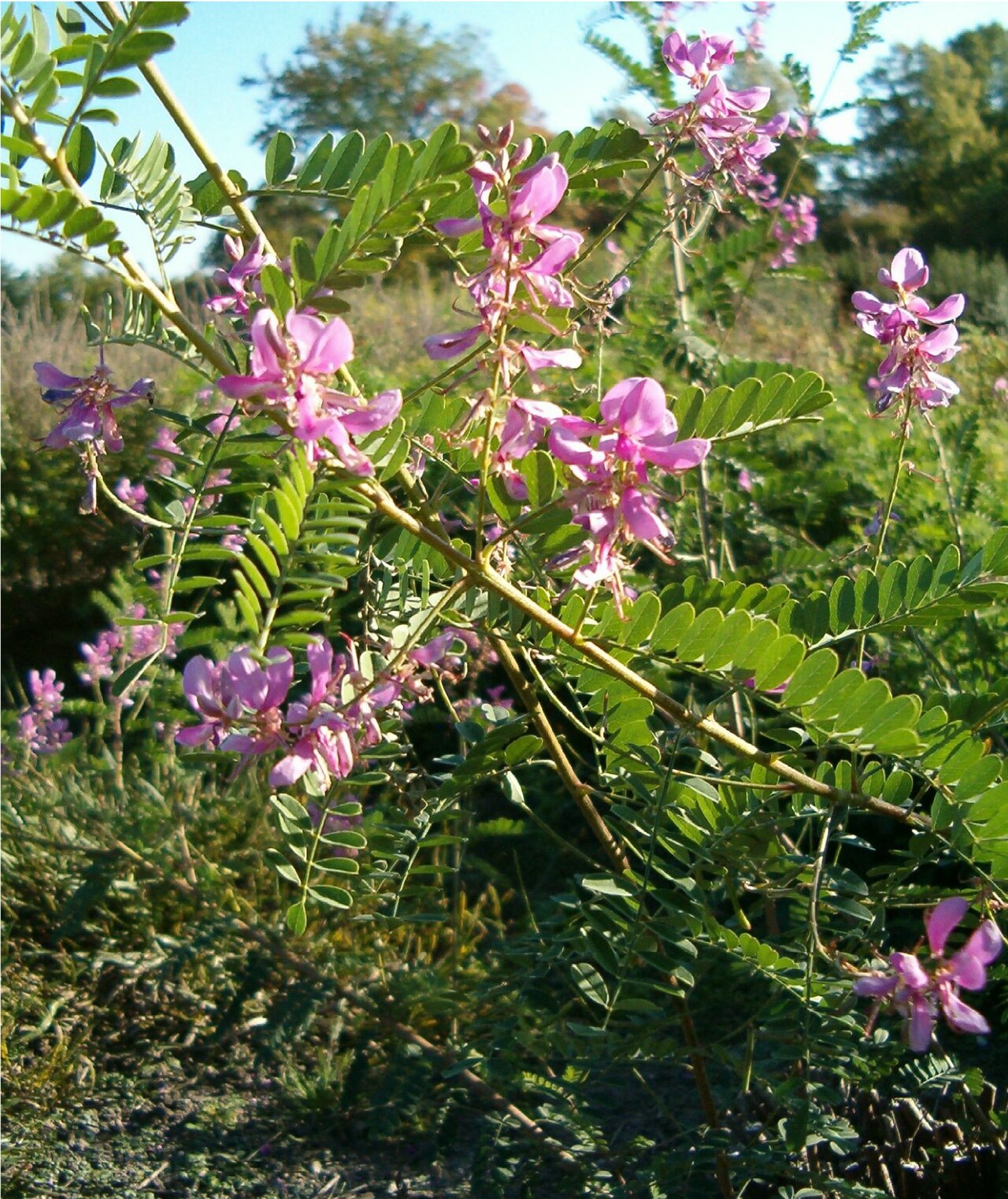Himalayan indigo: Location: Botanical Gardens Berlin Habitus and Inflorescences