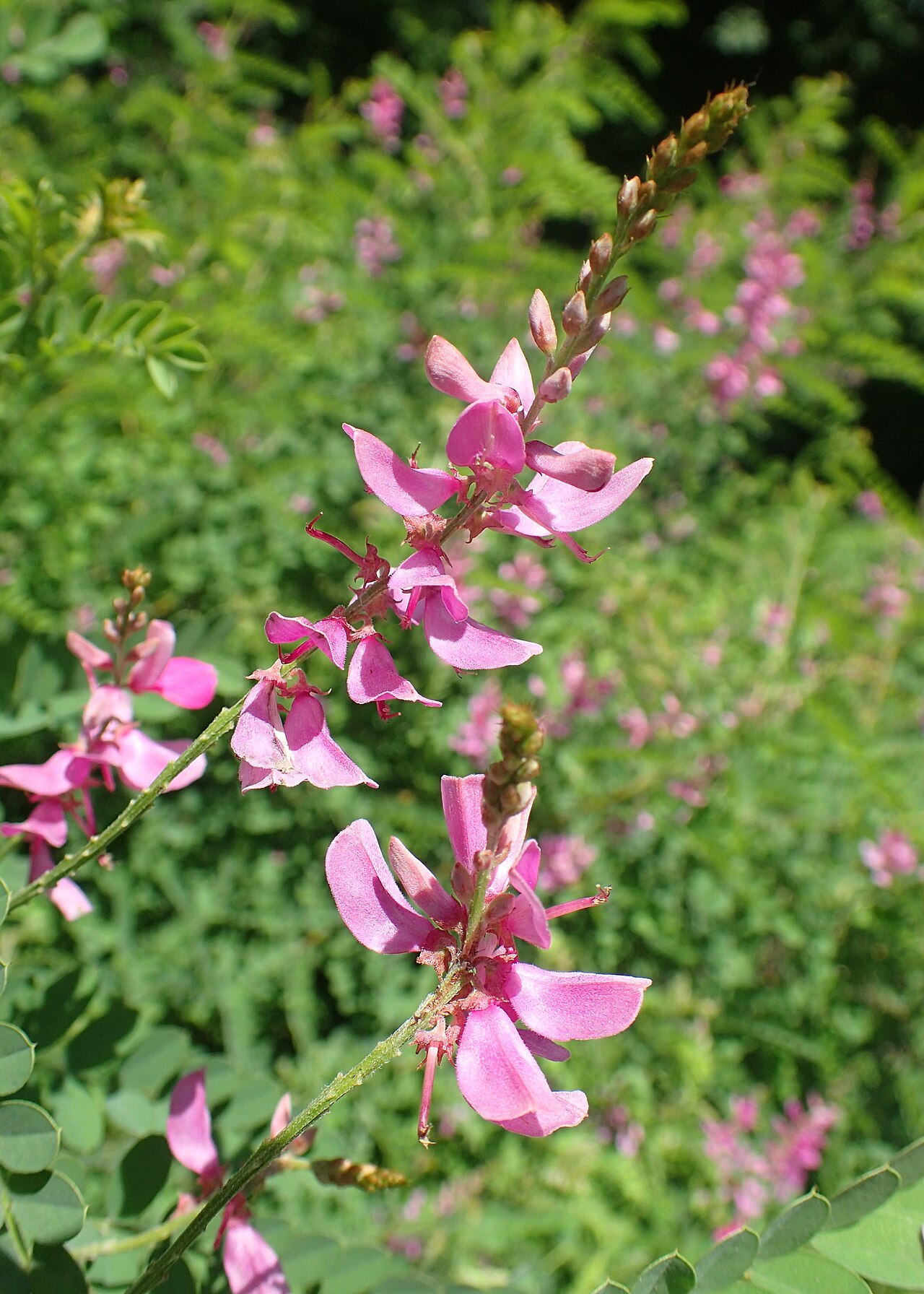 Himalayan indigo: Indigofera heterantha in Wrocław University Botanical Garden