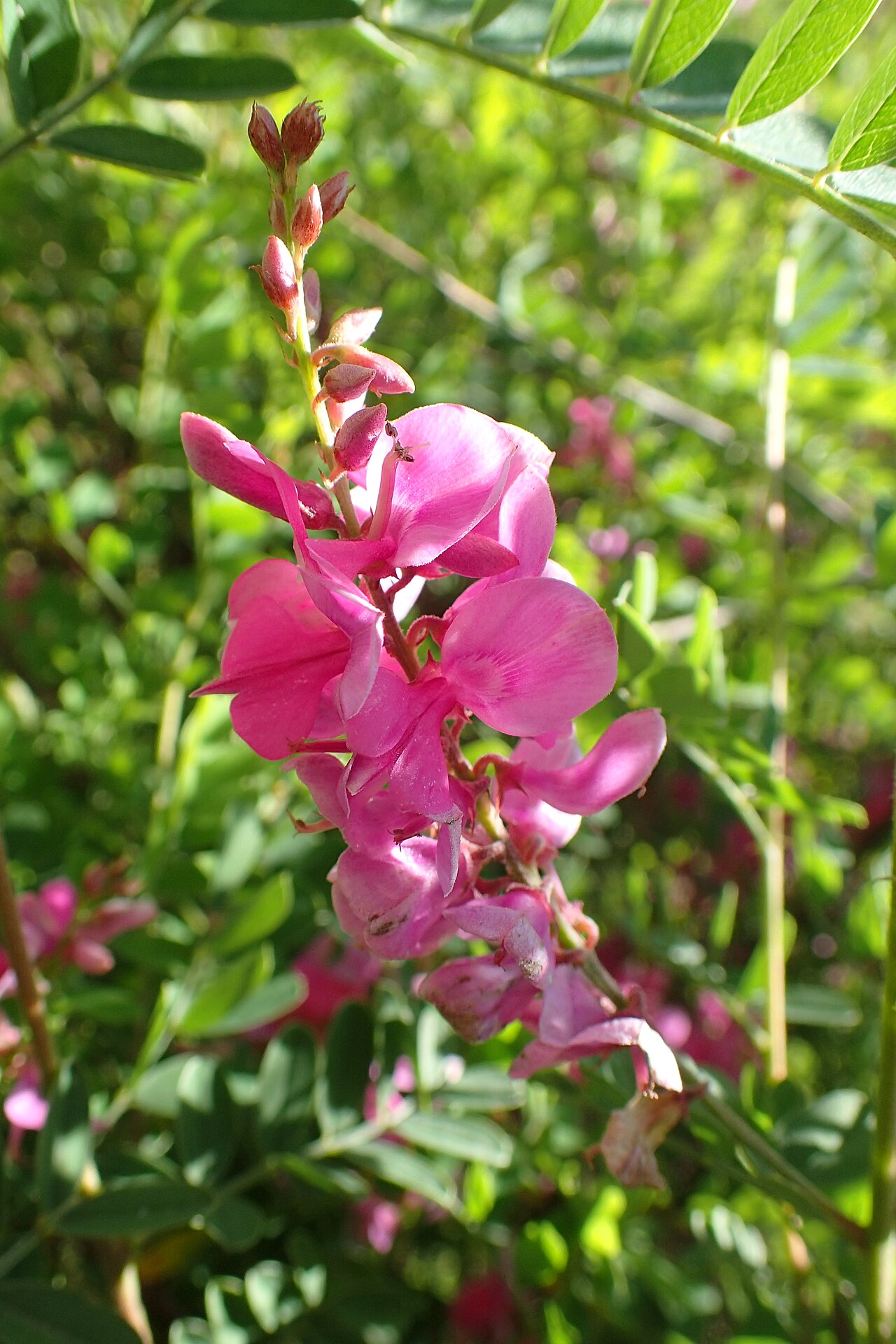 Himalayan indigo: Indigofera heterantha in botanical garden in Batumi