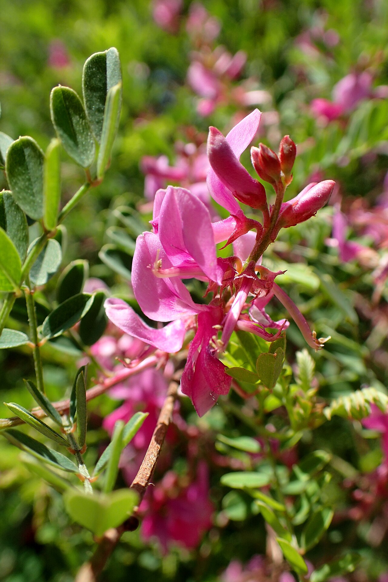 Himalayan indigo: Indigofera heterantha in botanical garden in Batumi