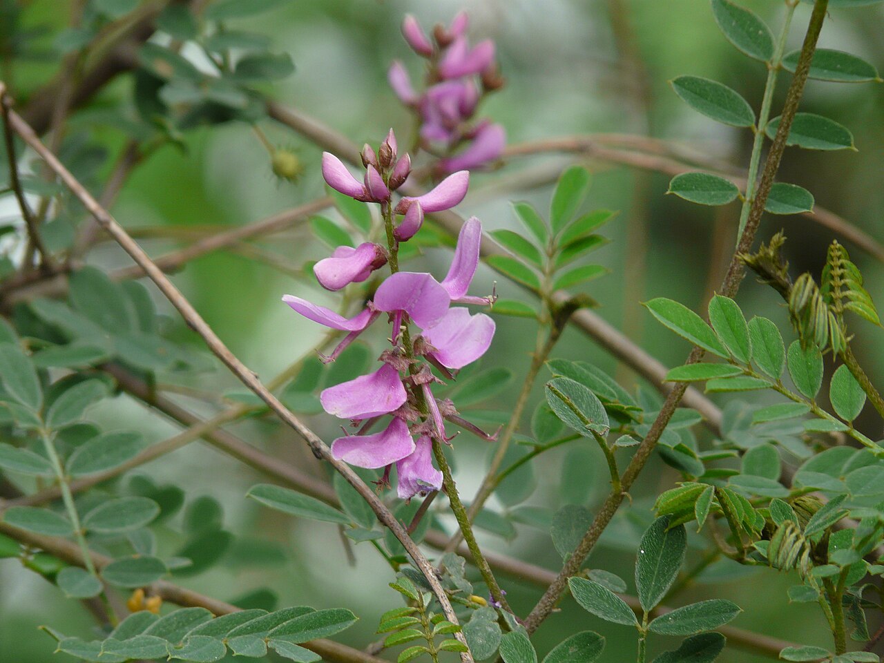 Himalayan indigo: Fabaceae (pea, or legume family) » Indigofera heterantha in-dee-GO-fer-uh -- meaning, bearing indigo het-er-AN-thuh -- meaning, differing flower commonly known