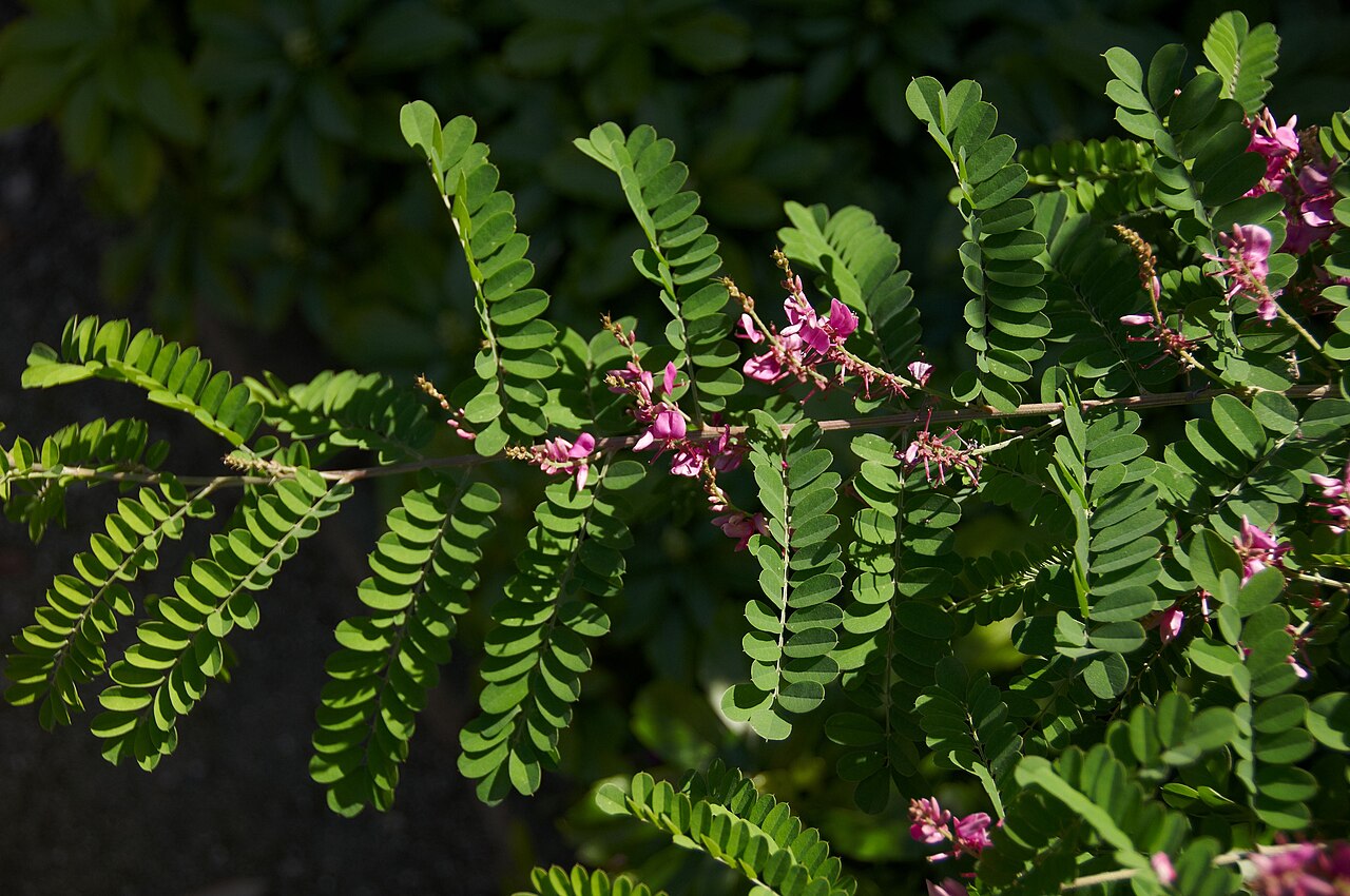 Himalayan indigo: Indigofera heterantha in the Kruidtuin, Leuven, Belgium