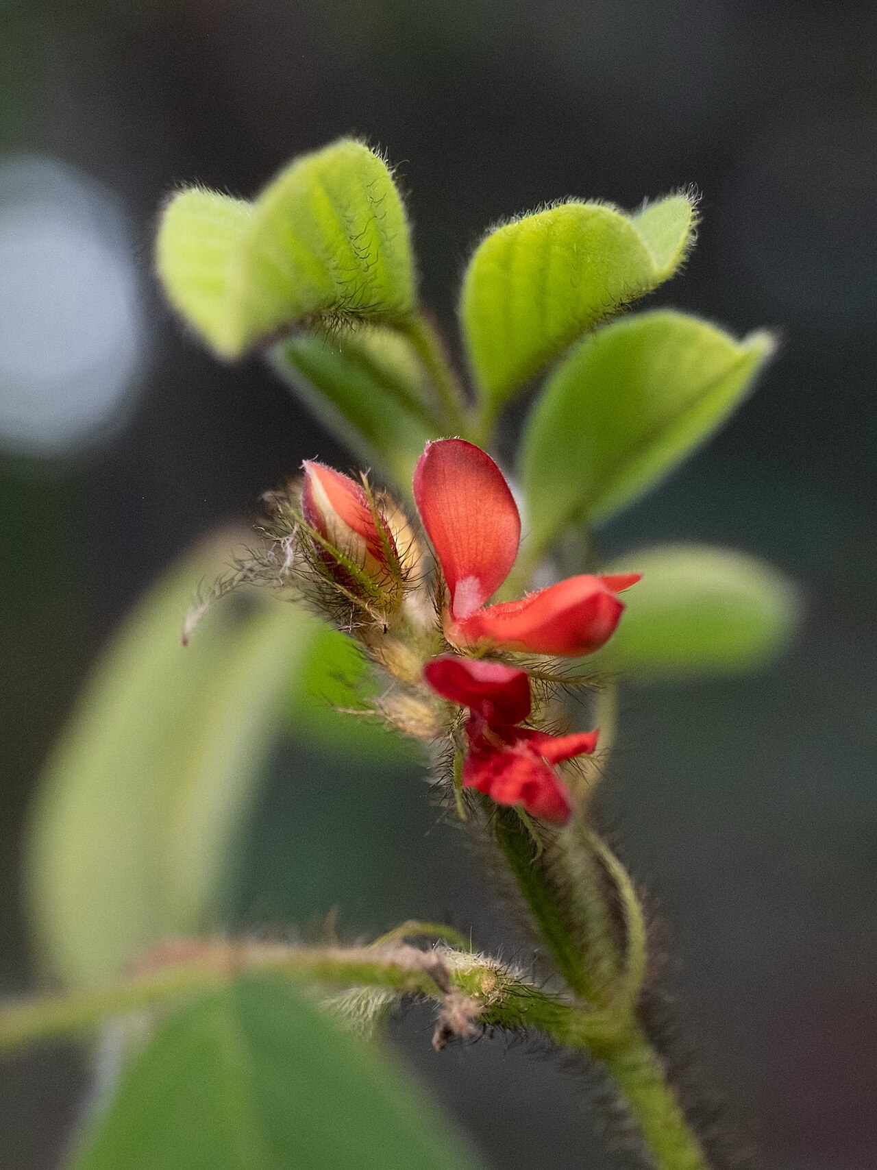 Roughhairy indigo: Hairy indigo ( Indigofera hirsuta ) in the United States