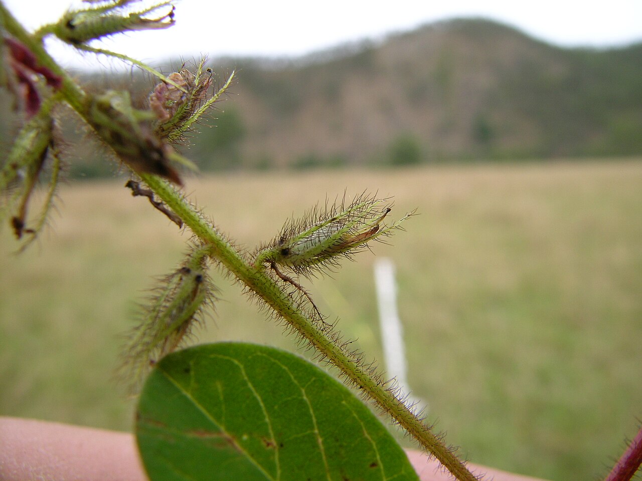 Roughhairy indigo: Flowerheads 10–15 cm long. Calyx teeth much longer than the tube, covered with spreading white to red-brown or dark brown hairs. Petals red. Flowering in summer