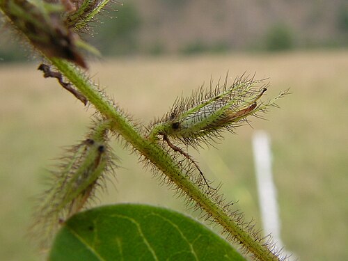 Roughhairy indigo: Flowerheads 10–15 cm long. Calyx teeth much longer than the tube, covered with spreading white to red-brown or dark brown hairs. Petals red. Flowering in summer