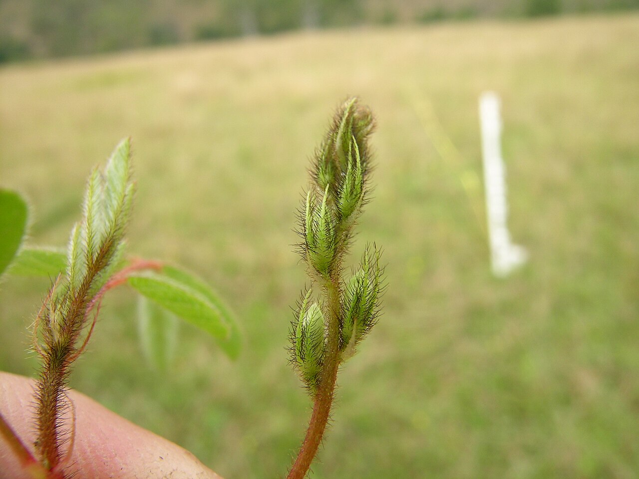 Roughhairy indigo: Flowerheads 10–15 cm long. Calyx teeth much longer than the tube, covered with spreading white to red-brown or dark brown hairs. Petals red. Flowering in summer