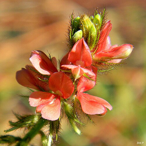 Roughhairy indigo: This is a pretty little non-native (weed) legume that grows well in disturbed and waste areas. It is native to Asia & Africa and was introduced into Florida int