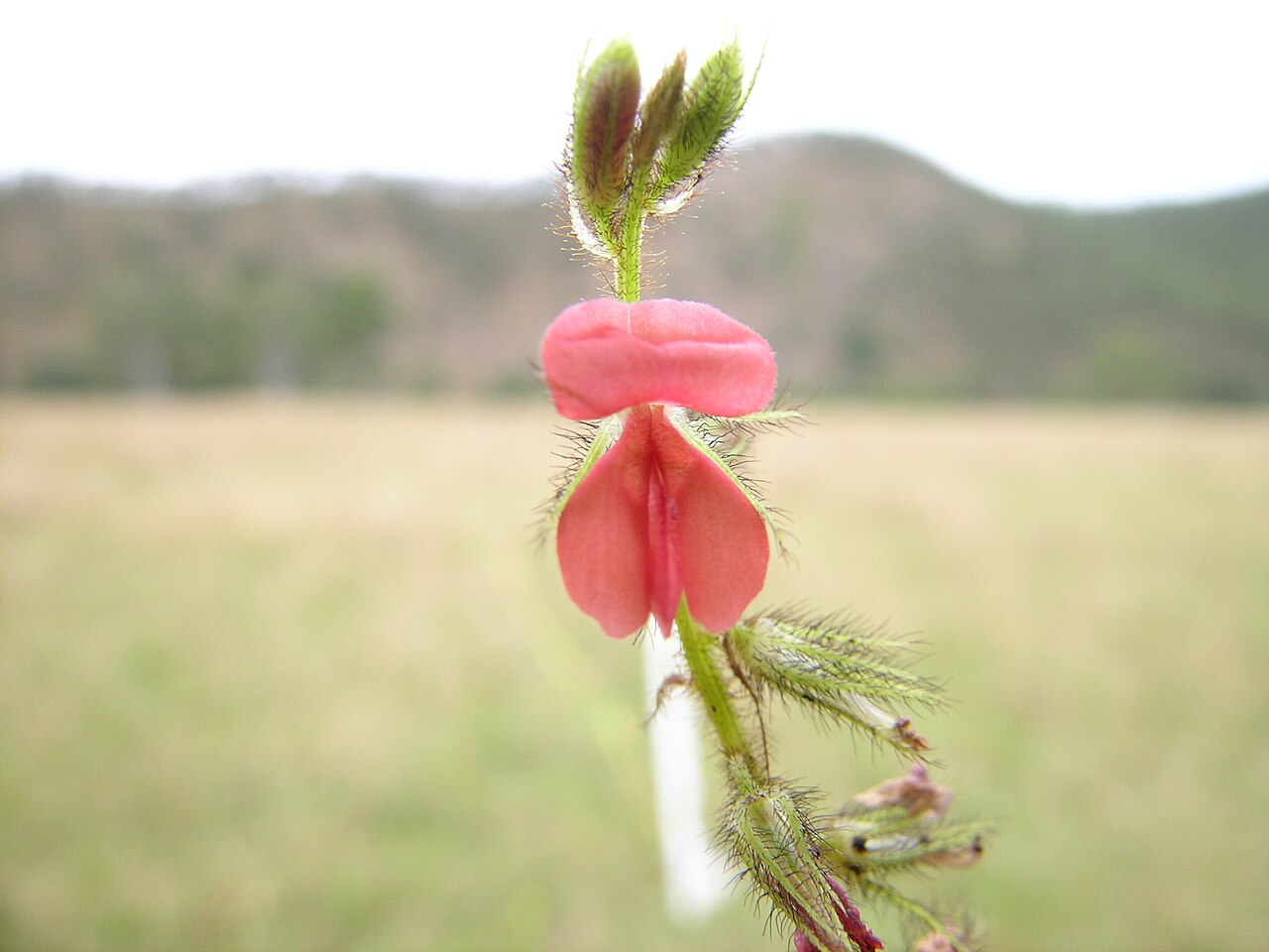 Roughhairy indigo: Flowerheads 10–15 cm long. Calyx teeth much longer than the tube, covered with spreading white to red-brown or dark brown hairs. Petals red. Flowering in summer