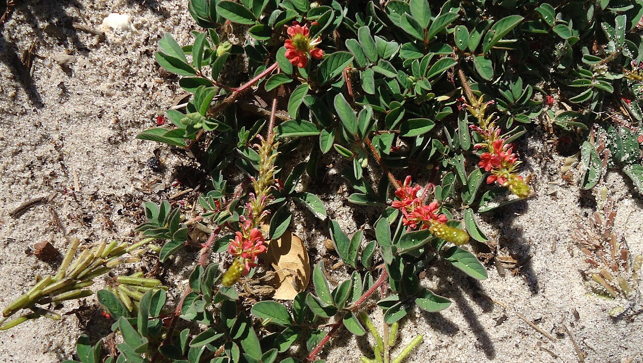 Roughhairy indigo: Indigofera hirsuta