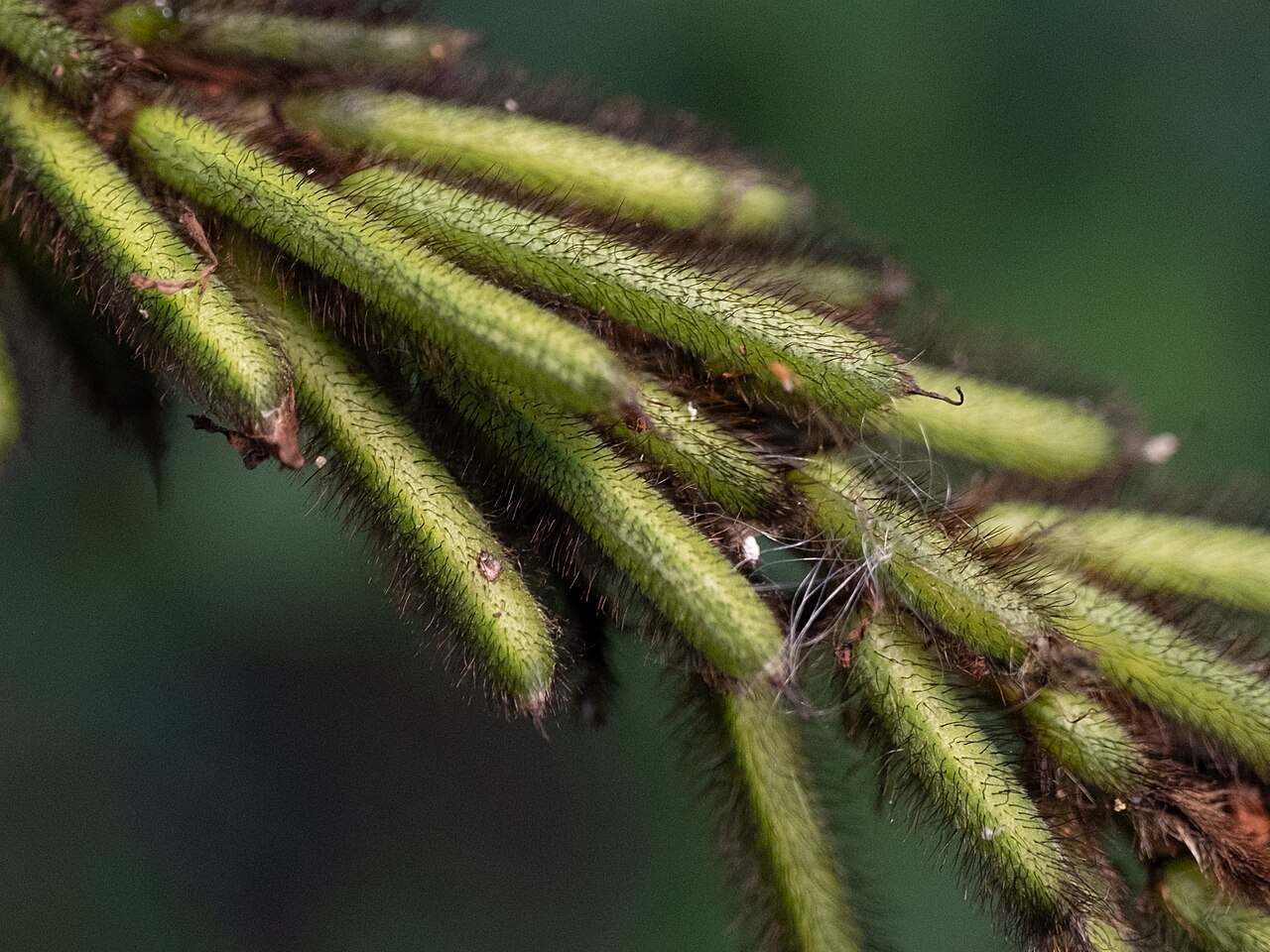 Roughhairy indigo: Hairy indigo ( Indigofera hirsuta ) in the United States
