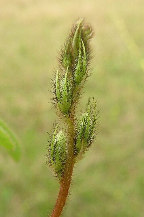 Roughhairy indigo: Flowerheads 10–15 cm long. Calyx teeth much longer than the tube, covered with spreading white to red-brown or dark brown hairs. Petals red. Flowering in summer