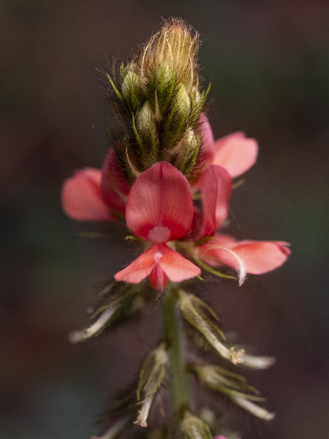 Roughhairy indigo: Hairy indigo ( Indigofera hirsuta ) in the United States