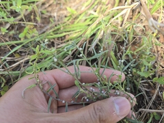 Indigofera linifolia (Indigofera linifolia)