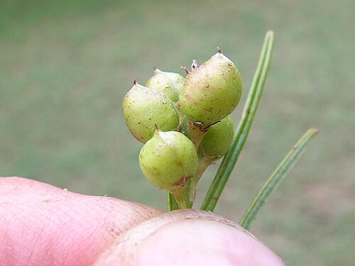 Indigofera linifolia: Pods are globose, 2–3 mm long and white-tomentose.