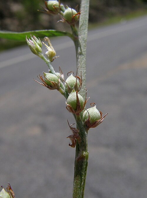 Indigofera linifolia: Pods are globose, 2–3 mm long and white-tomentose.