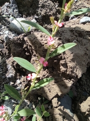 Indigofera linifolia (Indigofera linifolia)