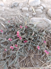 Indigofera linifolia (Indigofera linifolia)