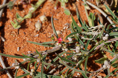 Indigofera linifolia (Indigofera linifolia)
