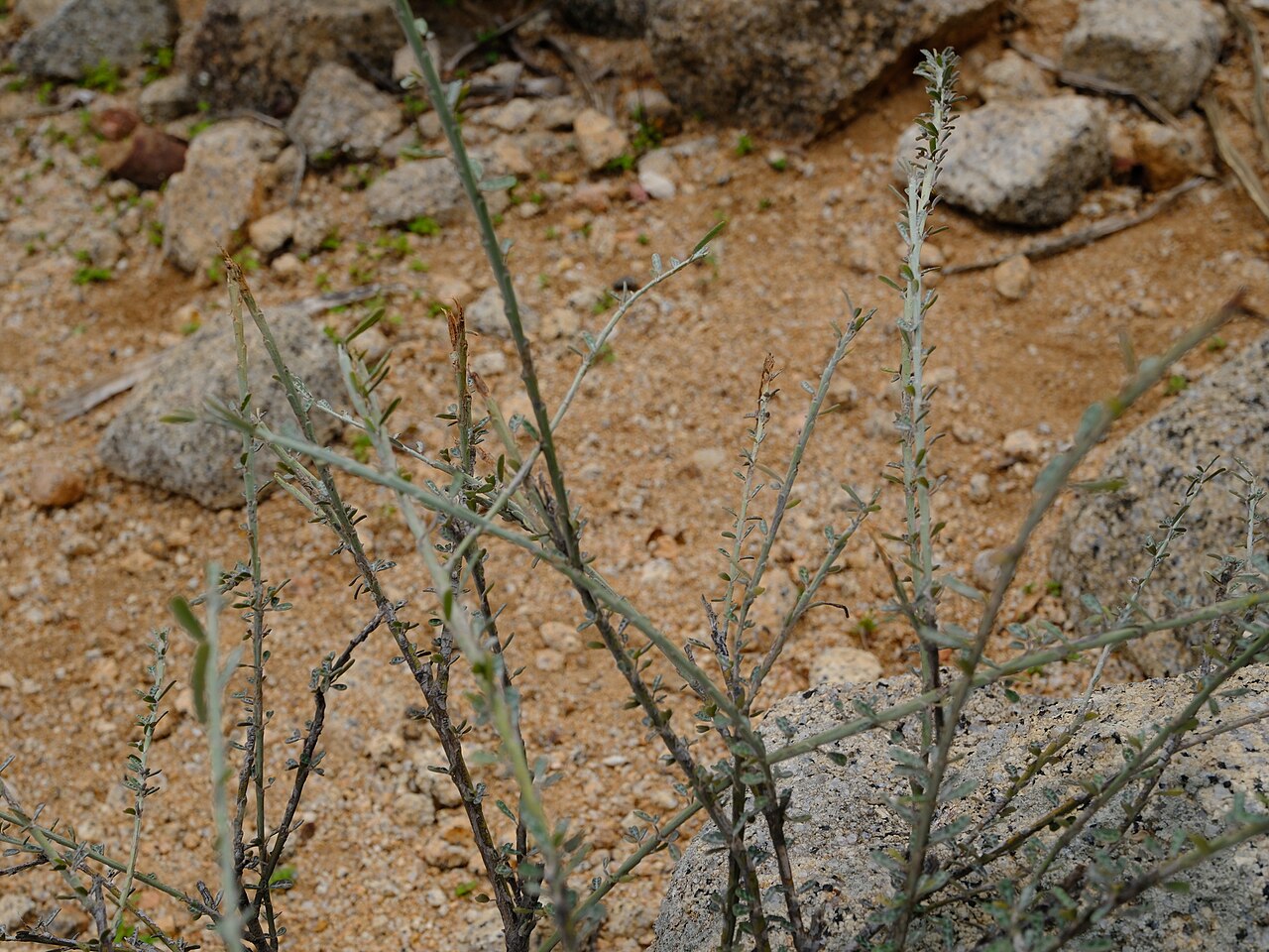 Indigofera marmorata: Indigofera marmorata in Yemen