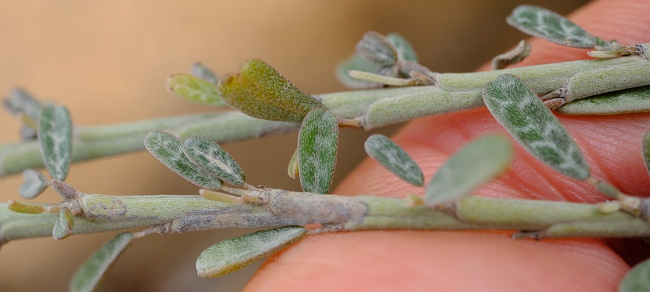 Indigofera marmorata: Indigofera marmorata in Yemen
