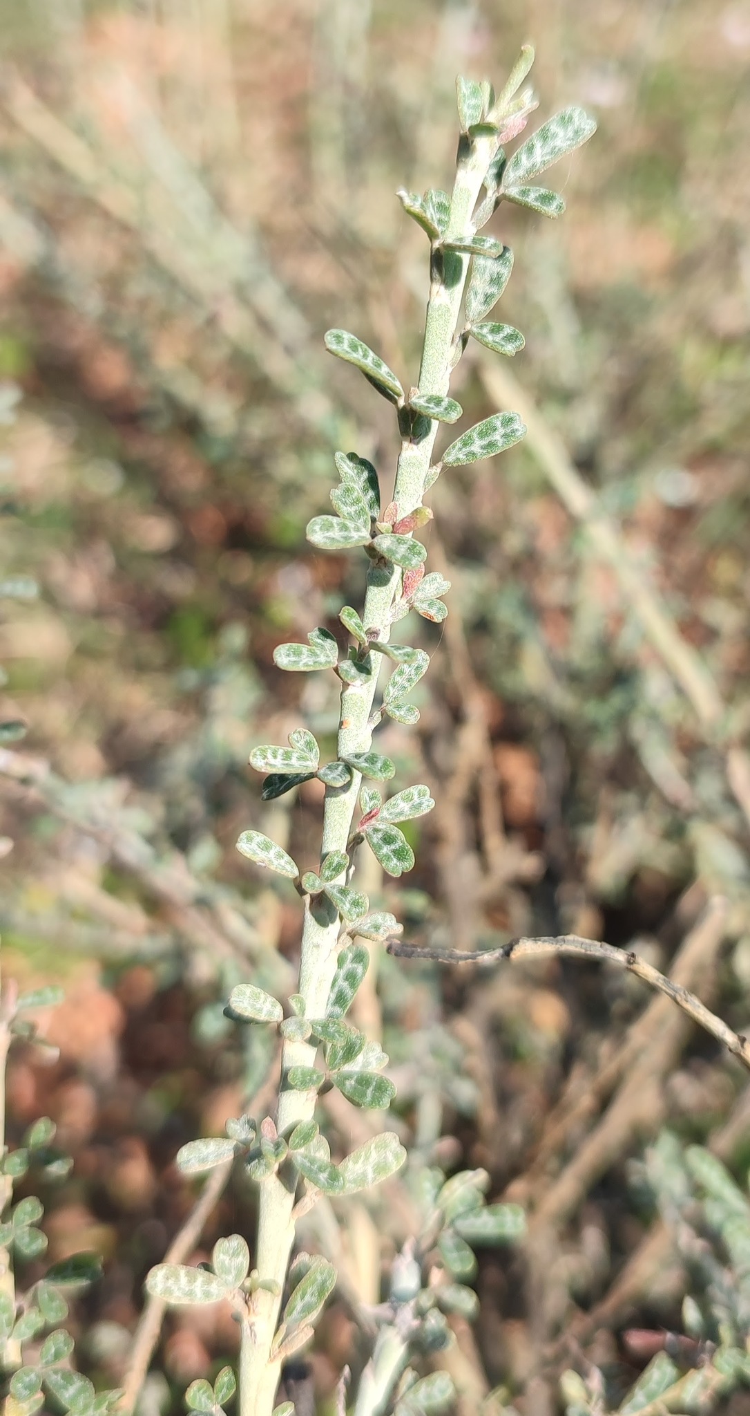 Indigofera marmorata: Indigofera marmorata in Yemen