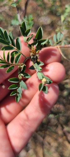 Indigofera suffruticosa (Indigofera suffruticosa)