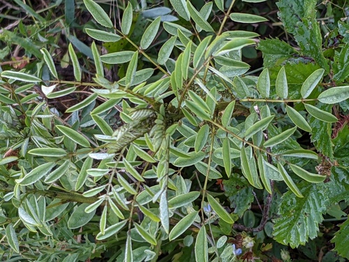 Indigofera suffruticosa (Indigofera suffruticosa)